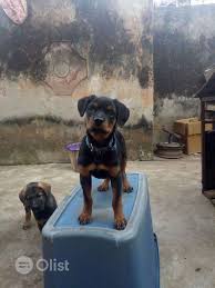 Chunky rottweiler puppies for sale. 3 Months Old Female Rottweiler Puppy For Sale Rottweiler Dogs Puppie Price In Apapa Nigeria Olist