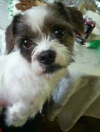 Check spelling or type a new query. 64 Jack Tsu Ideas Jack Russell Shih Tzu Dogs