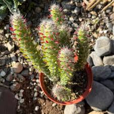 Image result for Austrocylindropuntia subulata