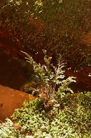 Image result for Abrodictyum rigidum