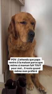 Amour et Fidélité des Golden Retrievers