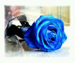 Pin By Babbie Kyttle On Roses Rose Seeds Blue Rose Picture Blue Rose