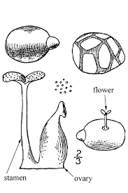 Image result for Wolffia