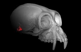 Most of the time, this. Ape Bones Lend An Ear To Evolutionary History Elife Science Digests Elife