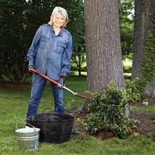 We did not find results for: The Secret Behind Martha S Gorgeous Climbing Hydrangeas Climbing Hydrangea Hydrangea Landscaping Hydrangea Vine