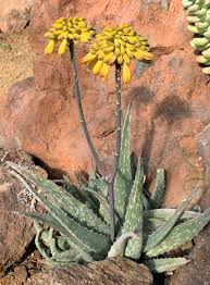 Image result for Aloe bukobana