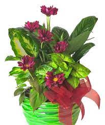 Talk to your child's surgeon and anesthesiologist to ensure that you don't need to stop certain medications, like anticoagulants, before. Send A Live Plant To Someone Who Is Sick Boyds Flowers