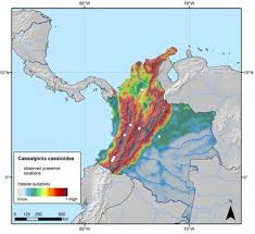 Image result for Caesalpinia cassioides