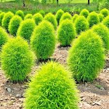 Image result for Scoparia