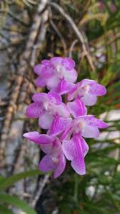 Image result for Eulophia hirschbergii