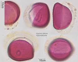 Image result for Hypoxis obtusa