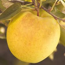 All about gold rush apples. Goldrush Apple Tree Gurneys Seed Nursery Apple Tree Fruit Trees Fruit