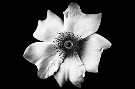 Plant in full sun or partial shade. Black And White Flower Photograph By Mirko Chessari