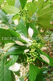 Image result for Mussaenda rivularis