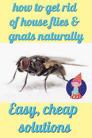When the flies fly into the bottle to get the beer or wine, they won't be. Why Are There Flies In My House All Of A Sudden Crafty Little Gnome