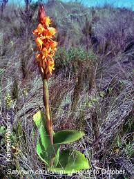 Image result for Satyrium