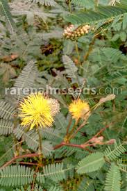 Image result for Neptunia oleracea