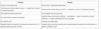 Cell growth and mitosis please go to the following. Mitosis Meiosis Smith S Super Science Spot