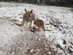 Bekijk de meest populaire beekse bergen korting & aanbiedingen. Dieren Genieten Nog Even Van De Sneeuw In Brabantse Dierenparken Goednieuws Nl