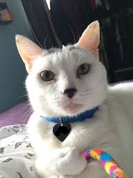 You've heard of cat yoga, bunny yoga, goat yoga and even goat cuddling (that's your cue for a collective awwww). My Gf And I Adopted Our First Cat A 9yr Old Cuddle Bunny Named Roxy Cocaine