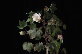 Image result for Gossypium