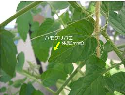 ハモグリバエの被害と対策 水耕栽培ｑ ａ