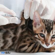 Kedi Asi Takvimi Ve Fiyatlari Yavru Ve Yetiskin Kedi Asilari