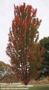 Check out these small flowering trees that are great for yards cramped for space. Amazing Columnar Trees The Best Tall Skinny Trees Pictures