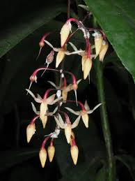 Image result for Ardisia staudtii