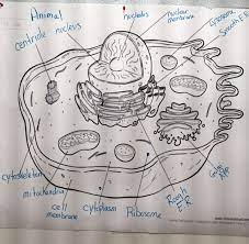 These many pictures of animal cell and plant cell drawing list may become your inspiration and informational purpose. Animal Cell Diagram Labeled Gchsbiology