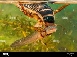 Image result for Dyschoriste multicaulis