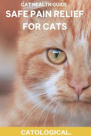 Pin On All About Cats