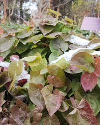 Image result for Berberidaceae