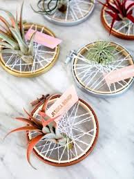 Tillandsien Luftpflanzen Richtig Pflegen Und Kreativ In Szene Setzen Luftpflanzen Pflanzen Exotische Pflanzen