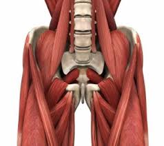 This post anatomy of the groin. Groin Pain Treatment Leading Edge Physical Therapy