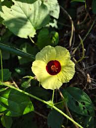 Image result for Hibiscus surattensis