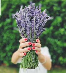 Fresh Lavender Buy Flowers Online Lavender Flowers Small Purple Flowers