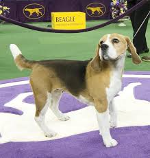 Ta en samling av westminster dog show new york bilder og redaksjonelle arkivbilder nærmere i betraktning. Meet Miss P The Beagle The Winner Of The Westminster Dog Show In Pictures The National