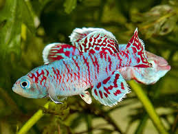 Nothobranchius Eggersi Tropical Fish Tropical Fish Aquarium Pet Fish