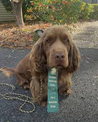 Image result for sussex španěl