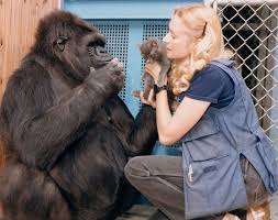 Последние твиты от сеньор кокобай🏹 (@koko_byy). When Koko The Gorilla Chatted Online The Franklin Institute