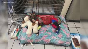 This year, nightly live music performances will be offered this year. Shelter Creates Virginia License Plate To Honor Dog Set On Fire In Richmond 13newsnow Com