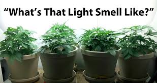 The best color spectrum choice depends on the desire for what you will plant and how you are growing the plants. How Does Color Spectrum Affect Growing Weed Grow Weed Easy