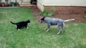 Are Australian Cattle Dogs Good With Cats Bark How