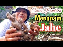 Setelah rimpang jahe untuk benih dipilih, simpan rimpang di ruangan yang sejuk. Budidaya Jahe Di Lahan Terbuka Youtube