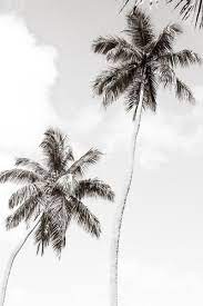 Palm Trees No 1 Large Black And White Fine Art Photography Print By Cattie Coyle Photography Palm Tree Pictures Palm Tree Photography Palm Trees Wallpaper