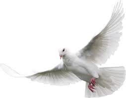 White Dove Free Clip Art Clip Art New Background Images