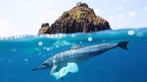 These poor animals suffer from cuts, scarring, and suffocation. Plastic Pollution Affects Sea Life Throughout The Ocean The Pew Charitable Trusts