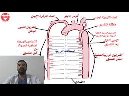 Coarctation Of The Aorta تضيق برزخ الأبهر سلسلة التشوهات القلبية الولادية Youtube