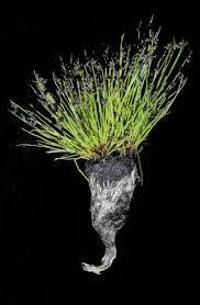 Image result for Isolepis